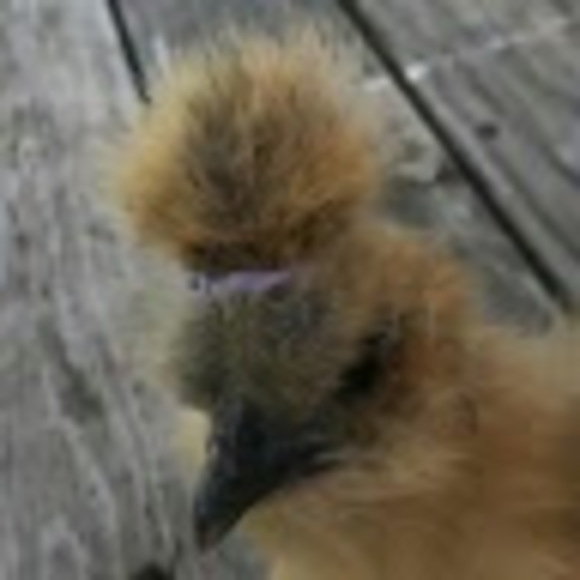 Meet your Posher, Bebe - Picture 1 of 1